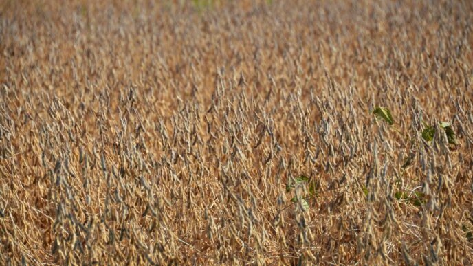 A field of dry, brown soybean plants in sunlight.