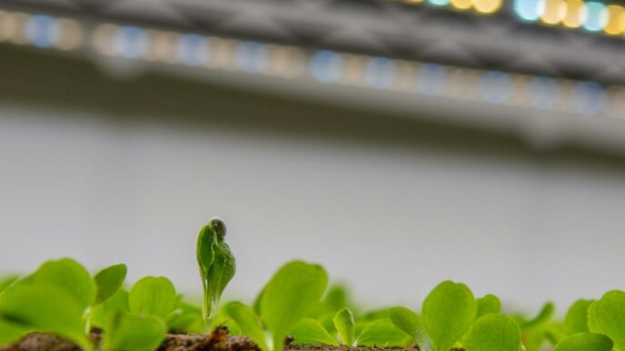 a small green plant sprouts from the ground
