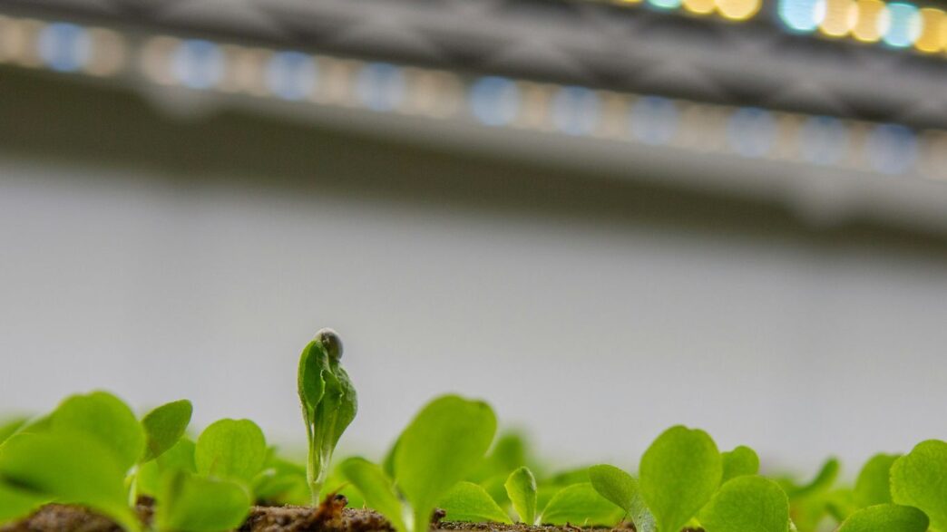 a small green plant sprouts from the ground