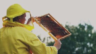 Beekeeper in yellow suit holding honeycomb frame