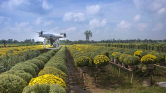 a large field of yellow flowers with a small plane in the middle of it