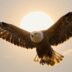 Soaring eagle against a rising sun, signifying financial growth.
