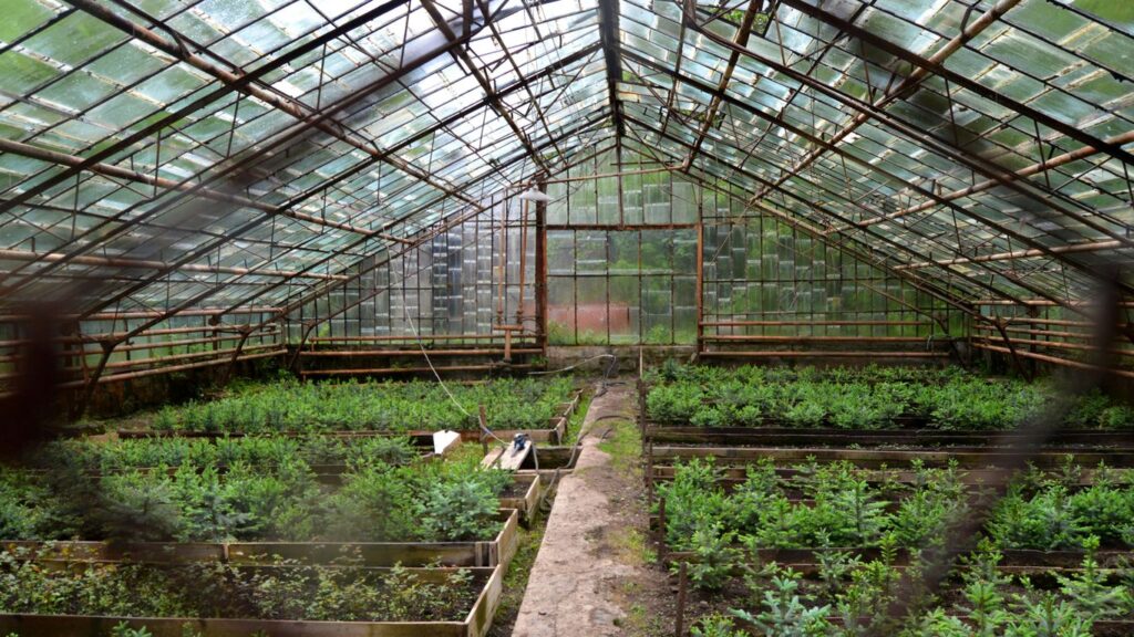 green plants inside greenhouse during daytime