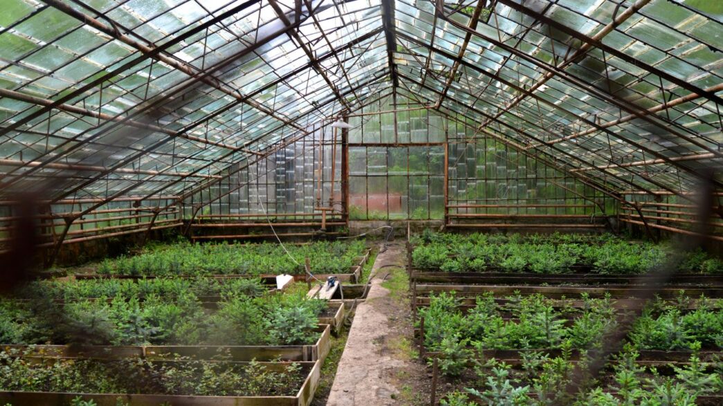 green plants inside greenhouse during daytime