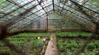green plants inside greenhouse during daytime