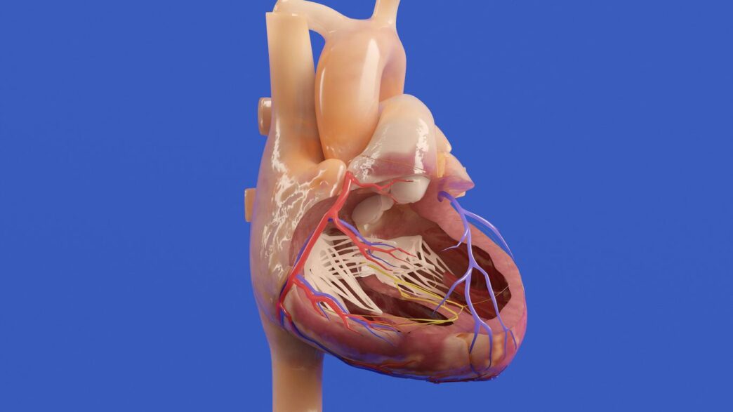 A detailed anatomical model of the human heart.