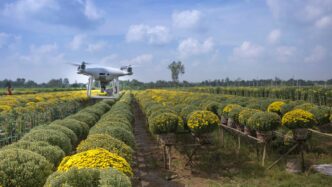 a large field of yellow flowers with a small plane in the middle of it