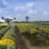 a large field of yellow flowers with a small plane in the middle of it