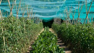 a row of green plants with a blue tarp over them