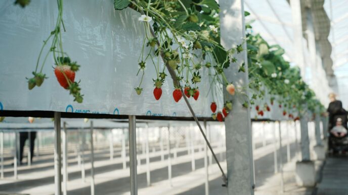 Strawberries growing in a modern greenhouse farm.
