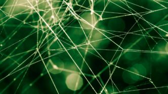 spider web in close up photography