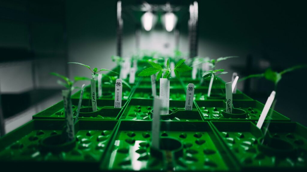 green and white plastic building blocks