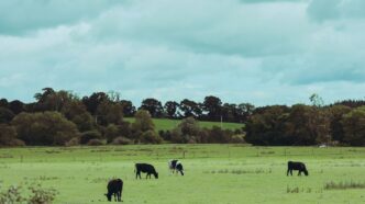 Cows grazing in a green pasture under a cloudy sky