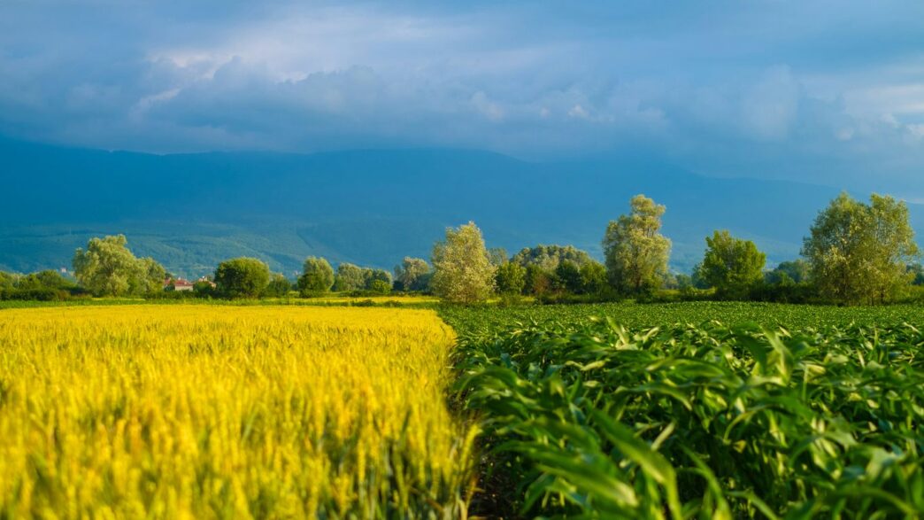 a field of green grass with a blue sky in the background