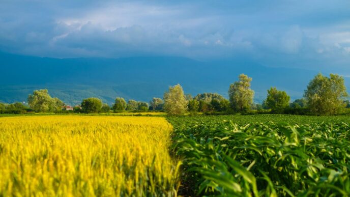 a field of green grass with a blue sky in the background