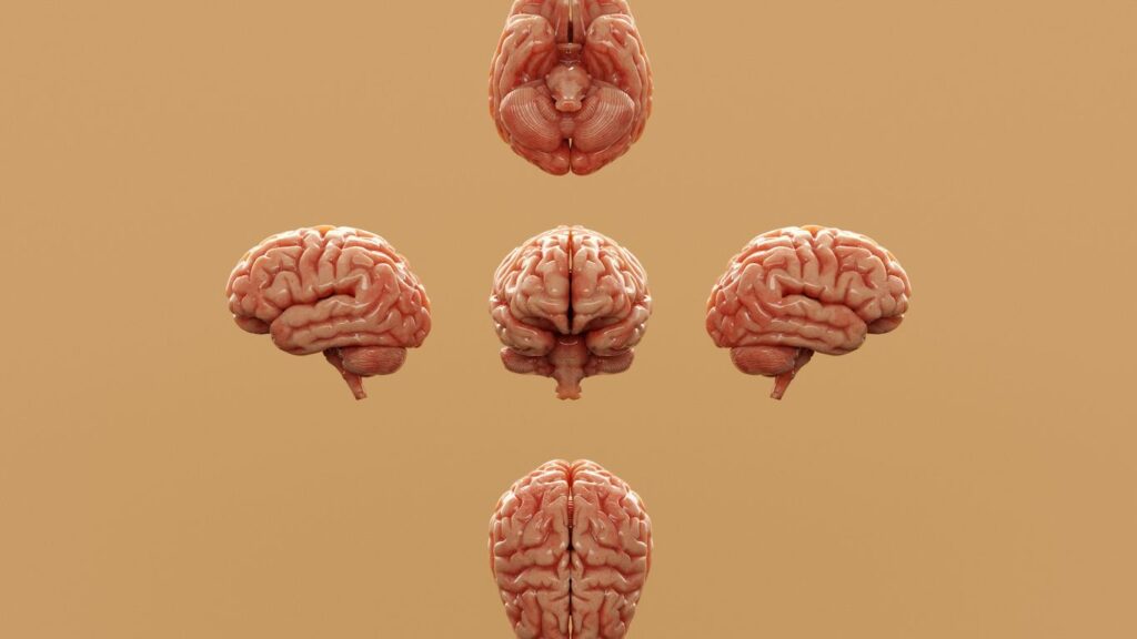 Various perspectives of a human brain are displayed.