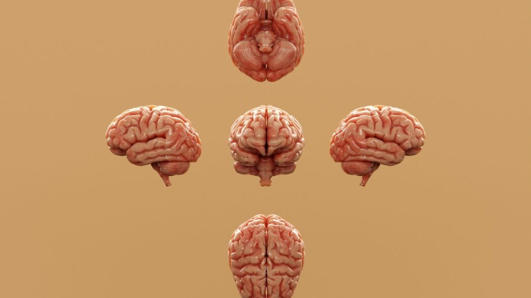Various perspectives of a human brain are displayed.