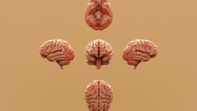 Various perspectives of a human brain are displayed.