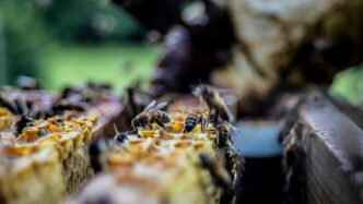 yellow and black bee on brown rock during daytime