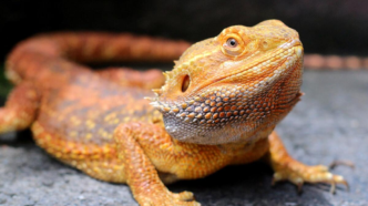 Healthy Bearded Dragon Online