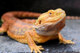 Healthy Bearded Dragon Online