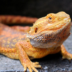 Healthy Bearded Dragon Online